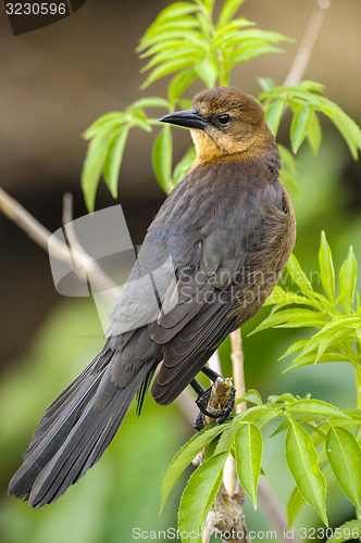 Image of boat-tailed grackle,  quiscalus major