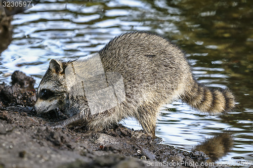 Image of procyon lotor, raccoon