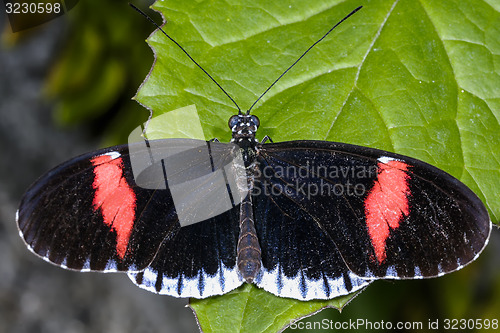 Image of red postman, heliconius melpomene cythera 