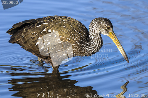 Image of aramus guarauna, limpkin