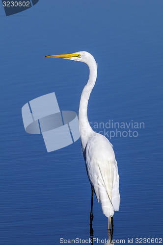 Image of ardea alba, great egret