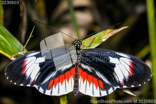 Image of piano key, heliconius melpomene