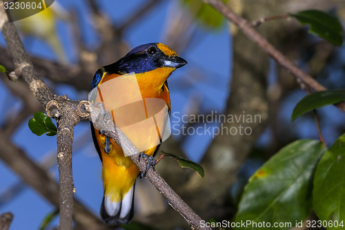 Image of euphonia violacea, violaceous euphonia