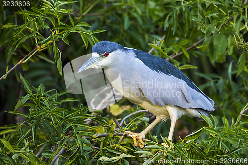 Image of black-crowned night heron, nycticorax nycticorax