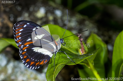 Image of heliconius atthis