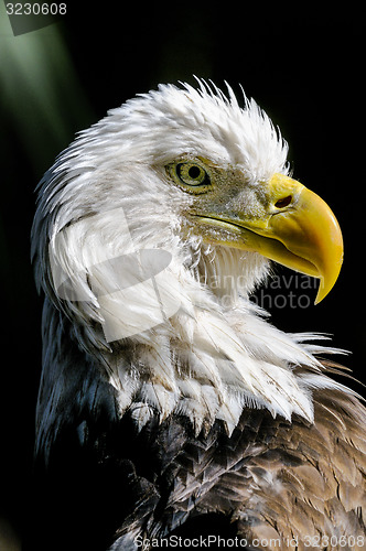 Image of bald eagle, haliaeetus leucocephalus