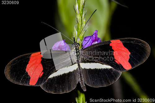 Image of crimson-patched longwing, heliconius erato petiverana