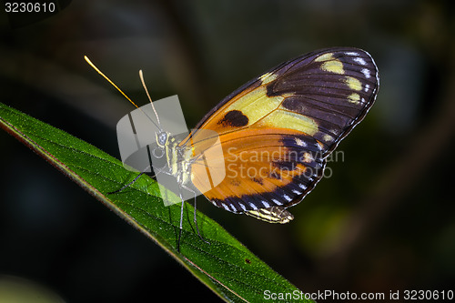 Image of hecales longwing,  heliconius hecale