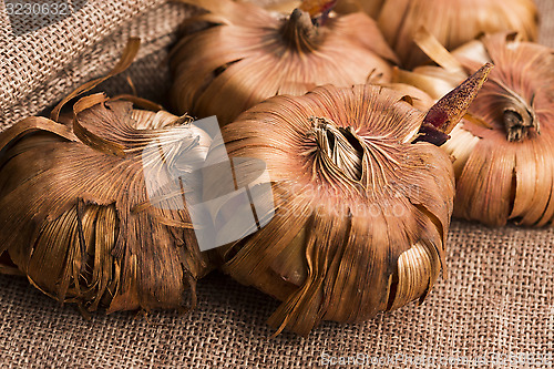 Image of Gladiola bulbs ready to plant in the spring garden