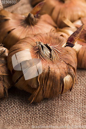 Image of Gladiola bulbs ready to plant in the spring garden