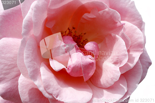 Image of pink rose