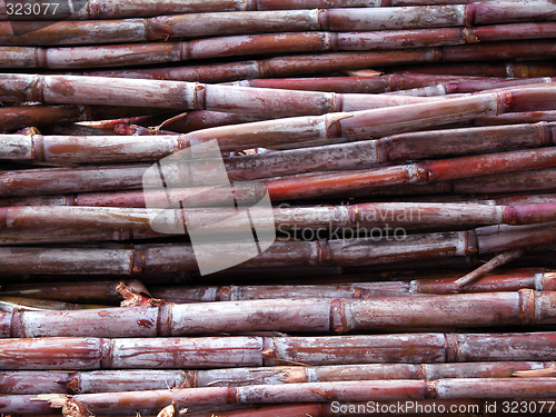 Image of sugar cane