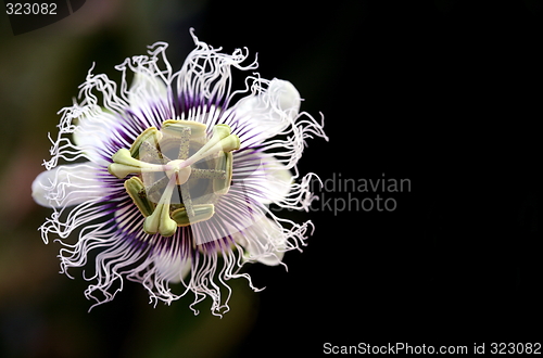 Image of A passion flower