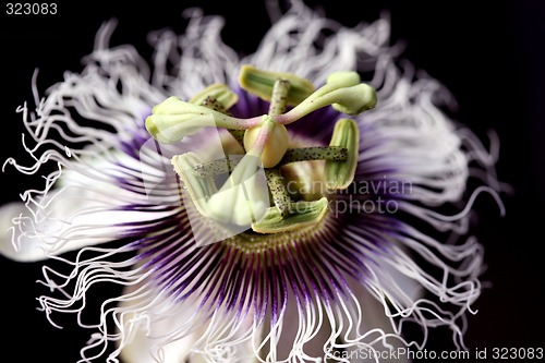 Image of A passion flower