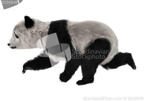 Image of Panda Bear Cub