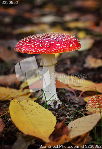 Image of Amanita muscaria or Fly Agaric  toadstool