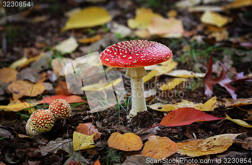 Image of Fairytale Toadstool muchroom