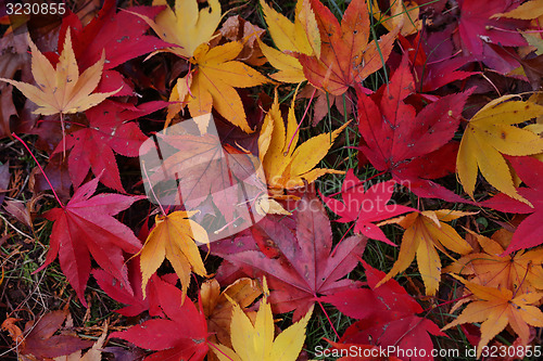 Image of Autumn Leaves