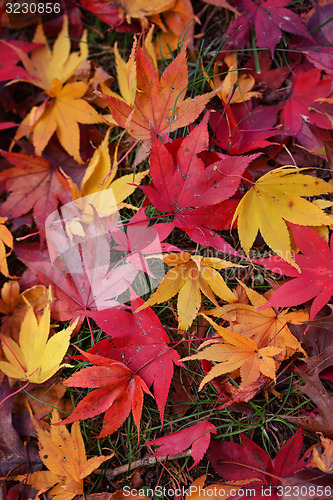 Image of Autumn Leaves