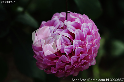 Image of Dahlia  Le Batts Prime decorative type flower