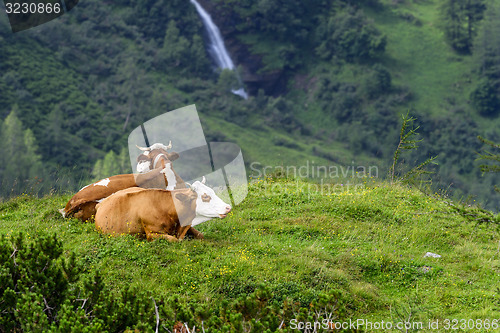 Image of alp cows, großglockner