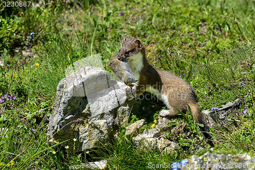 Image of stoat at großglockner