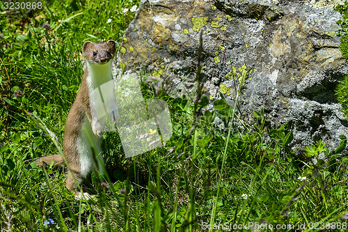 Image of stoat at großglockner