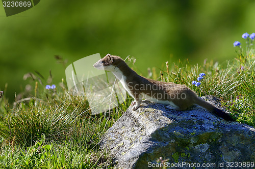 Image of stoat at großglockner