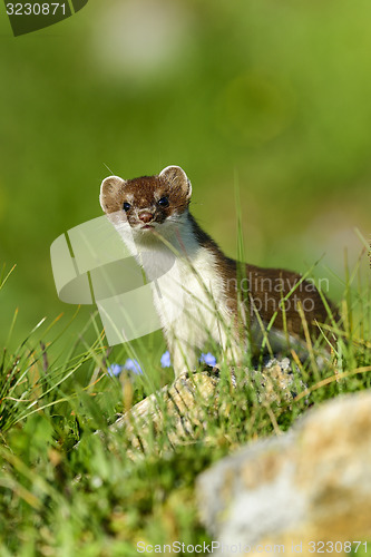 Image of stoat at großglockner