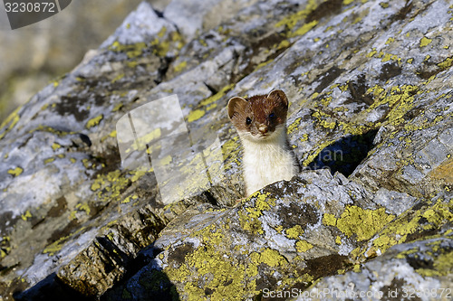 Image of stoat at großglockner