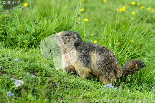 Image of alpine marmot, großglockner