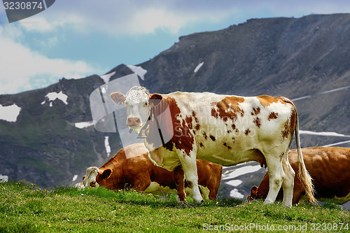 Image of alp cows, grossglockner