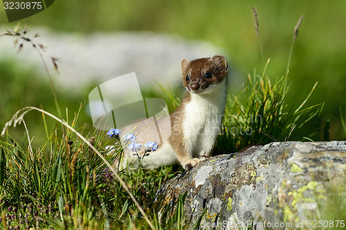 Image of stoat at großglockner