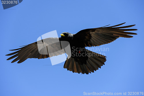 Image of alpine chough, großglockner