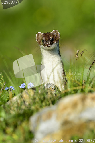 Image of stoat at großglockner