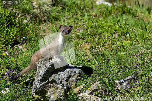 Image of stoat at großglockner