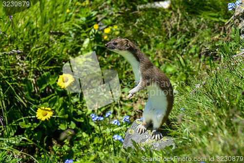 Image of stoat at großglockner