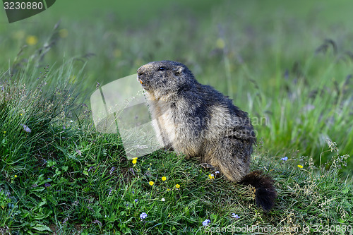 Image of alpine marmot, großglockner