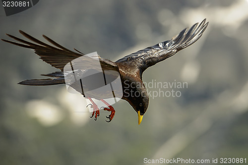 Image of alpine chough, großglockner