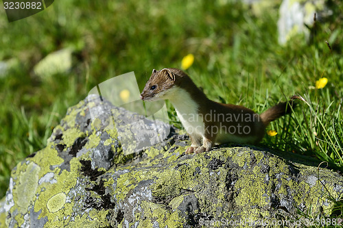 Image of stoat at großglockner