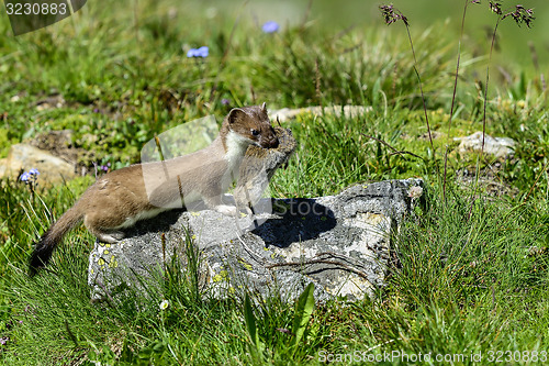 Image of stoat at großglockner