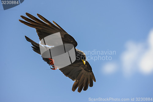 Image of alpine chough, großglockner