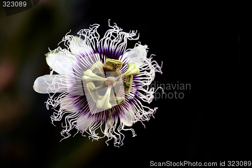 Image of A passion flower