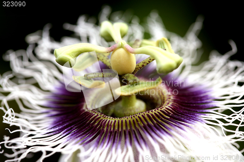 Image of A passion flower