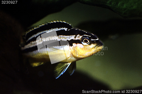 Image of Golden Mbuna. Melanochromis auratus.