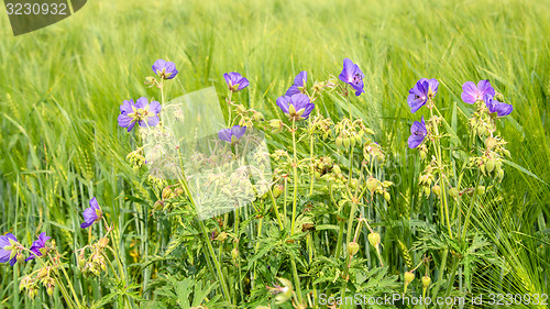 Image of Summer landscape 