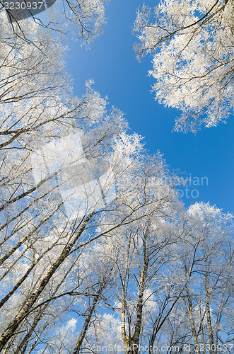 Image of Tops of trees covered with hoarfrost against sky