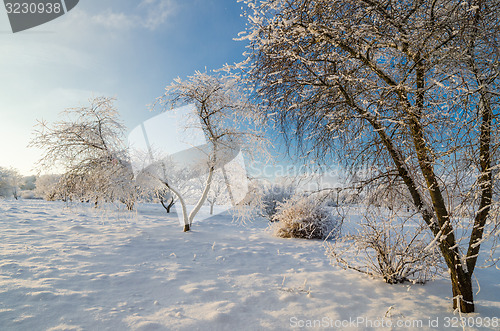 Image of trees covered with hoarfrost against the  sky