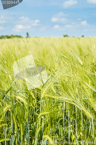 Image of young wheat on farm land 