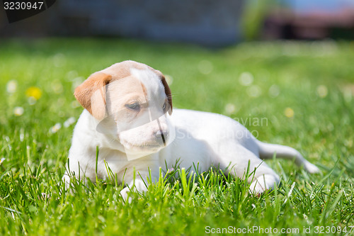 Image of Mixed-breed cute little puppy on grass.